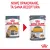 ROYAL CANIN Intense Beauty Gelee 12x85g