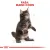 ROYAL CANIN Maine Coon Kitten 10kg