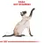 ROYAL CANIN Siamese Adult 2kg