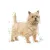ROYAL CANIN CCN Mini Light Weight Care 8kg