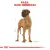 ROYAL CANIN Great Dane Adult 12kg