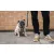 ZEE DOG Szelki Dla Psa Phantom Air Mesh M