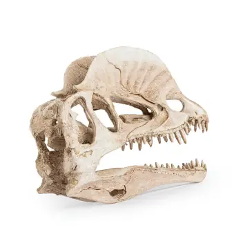 R176 ozdoba terrarium czaszka dinozaura