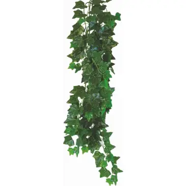 Roślina do terrarium Hedera Helix Happet 50cm