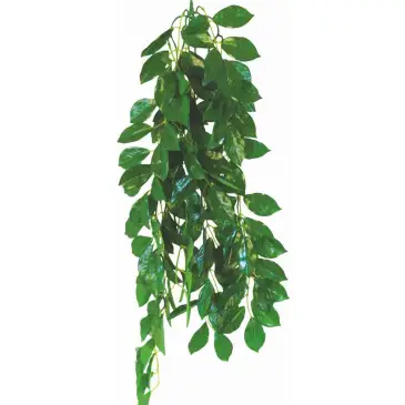 Roślina do terrarium Terra Ficus Happet 50cm
