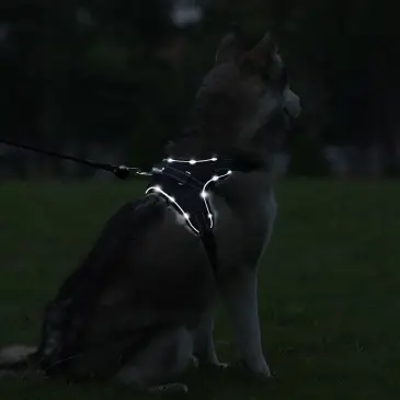 PETLOVE Szelki pojedyncze LED dla psa S czarne [SZELLEDZSBK]