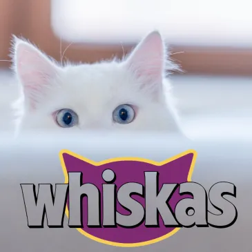 SUCHA KARMA DLA KOTA Whiskas 300g z wołowiną i marchewką bez konserwantów