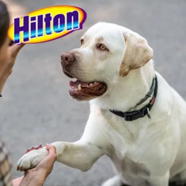 PRZYSMAKI DLA PSA HILTON PATYCZKI Z KACZKĄ I RYŻEM 100G SMAKOŁYKI PSÓW