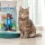 Żwirek bentonitowy dla kotów CAT'S WAY 5l z węglem aktywnym żwir do kuwety