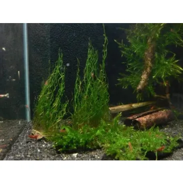 Mech Flame Moss Na Lignicie Super Trawnik
