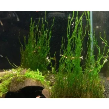 Mech Flame Moss Na Lignicie Super Trawnik