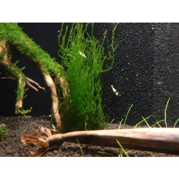 Mech Flame Moss Na Lignicie Super Trawnik
