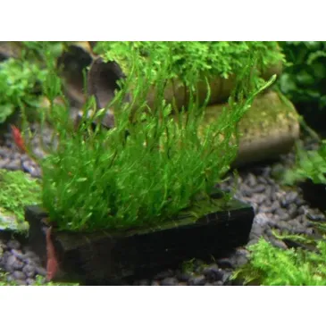 Mech Flame Moss Na Lignicie Super Trawnik