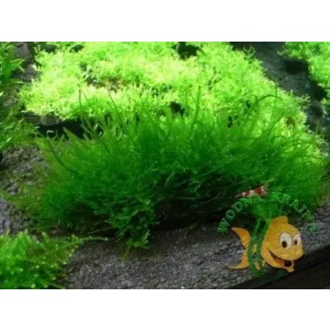 Mech Peacock Moss Porcja 10 Gałązek Promocja