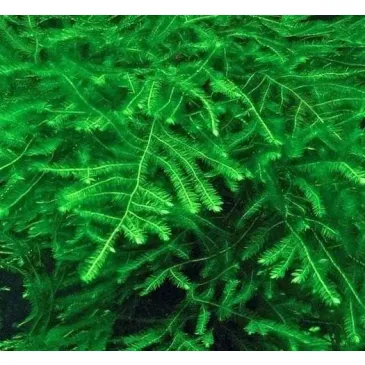 Mech Spiky Moss Kubek 10cm In Vitro Piękny