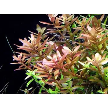 Rotala Rotundifolia Kubek 5cm in vitro Piękna