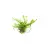 Myriophyllum Aquaticum PORCJA 10 sadzonek In Vitro Piękna